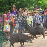 Za smysly zvířátek červen 2016