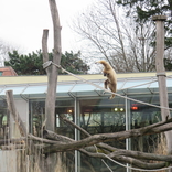 Zoo Schönbrunn, Vídeň 16.12.2017