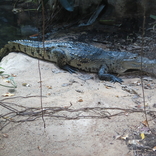 Zoo Schönbrunn, Vídeň 16.12.2017