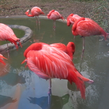 Zoo Schönbrunn, Vídeň 16.12.2017