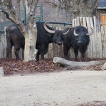 Zoo Schönbrunn, Vídeň 16.12.2017