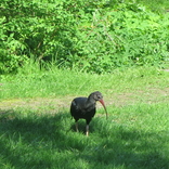 Zoo Dvůr Králové 22.4.2018