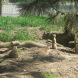 Zoo Dvůr Králové 22.4.2018