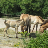 Zoo Praha 16.6.2018