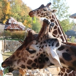 Zoo Jihlava 13.10.2018