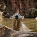 Dvě samice ledního medvěda ve vodě.