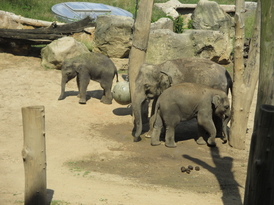 Zoo Praha 16.6.2018